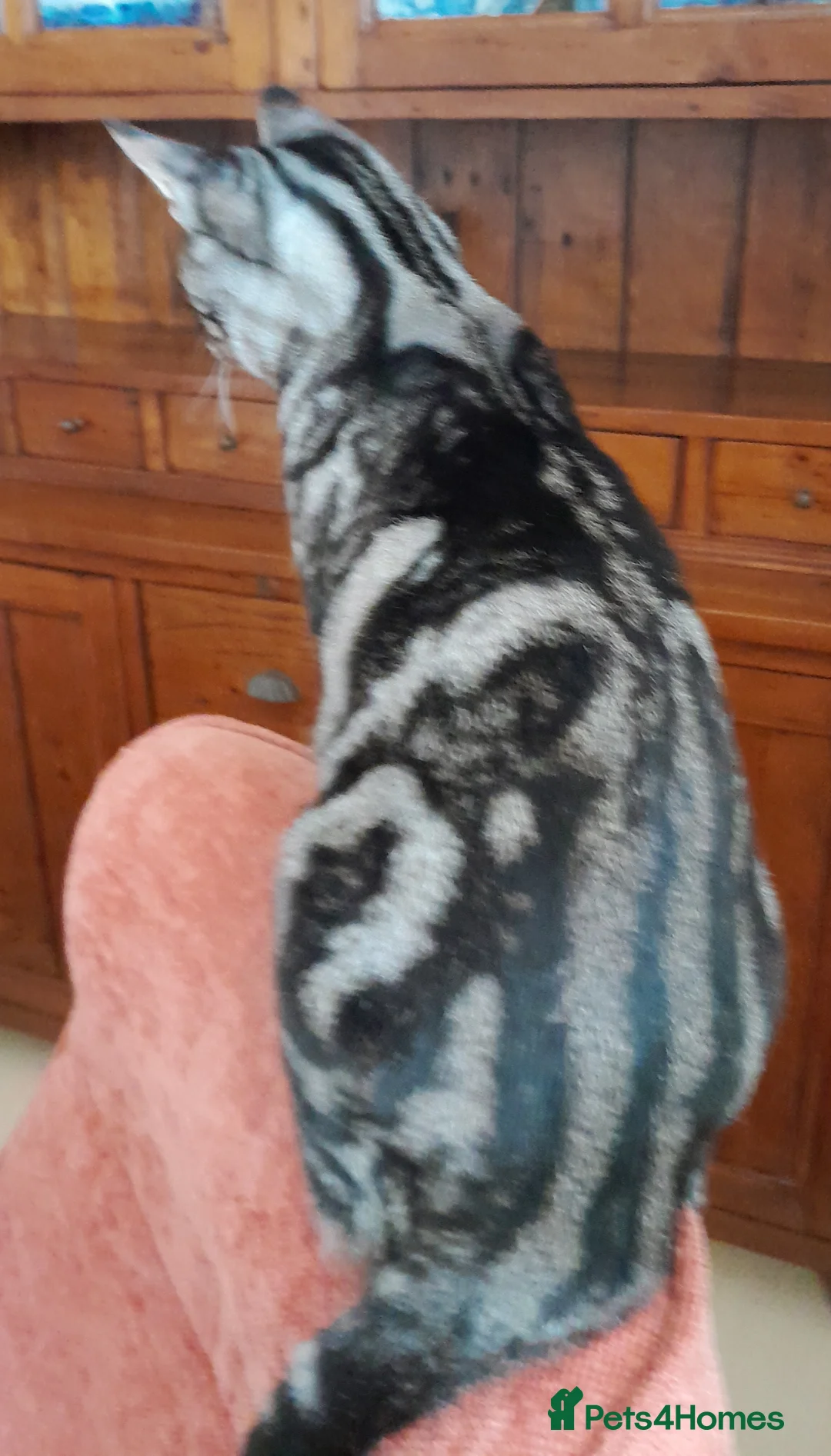 Savannah cats for sale: TICA Reg F4 Silver & Black Marbled Savannah  - Advert 17