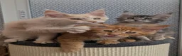 Maine Coon cats for sale: Stunning Tica registered Maine coons - Advert 18