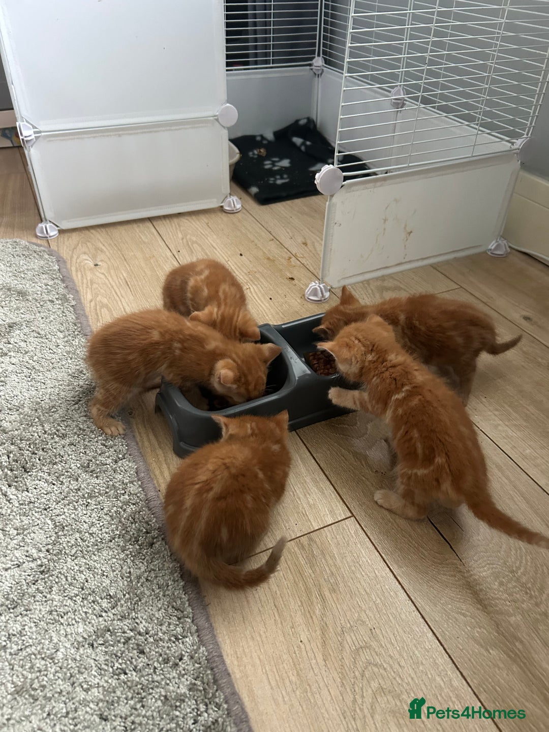 Mixed Breed cats for sale: Mixed breed Boys - Image 13