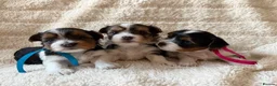 Biewer Terrier dogs for sale: Beautiful Biewer Terriers - Advert 12