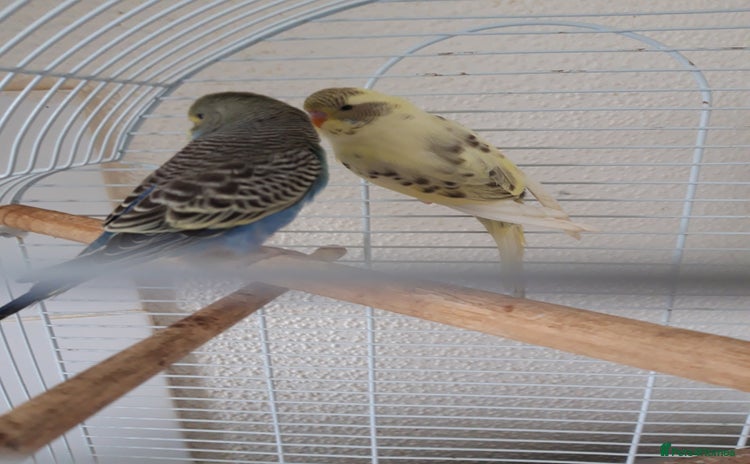 Budgerigars birds - Advert 30