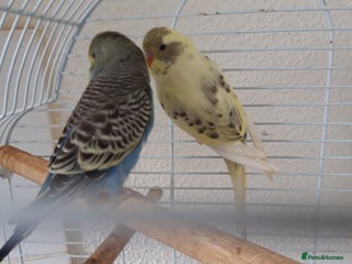 Budgerigars birds - Advert 20