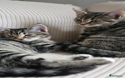 British Shorthair cats for sale: Two female shorthair kittens - must go together - Image 2