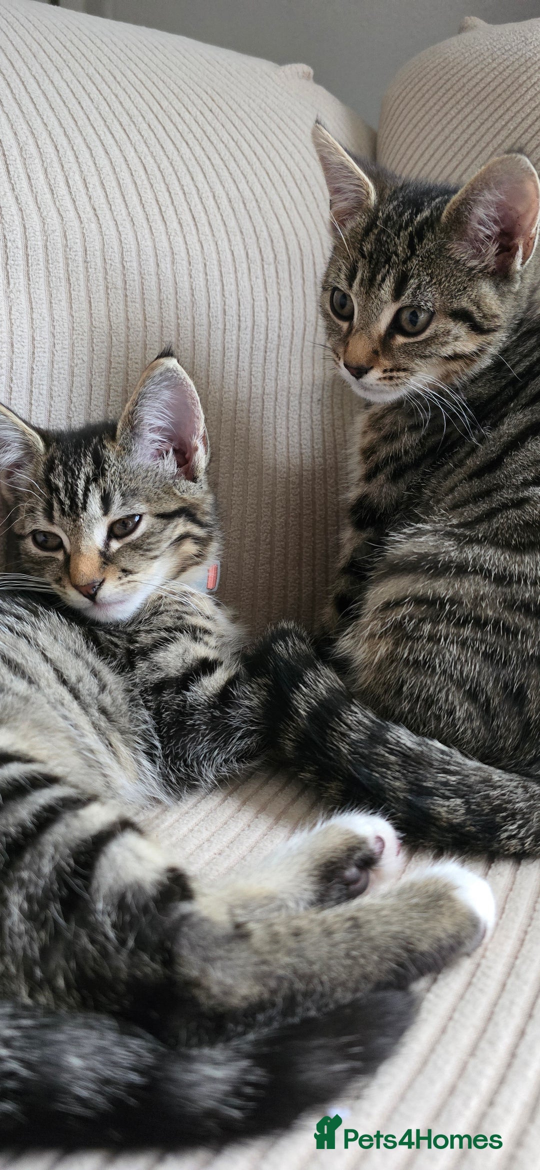 British Shorthair cats for sale: Two female shorthair kittens - must go together - Image 2