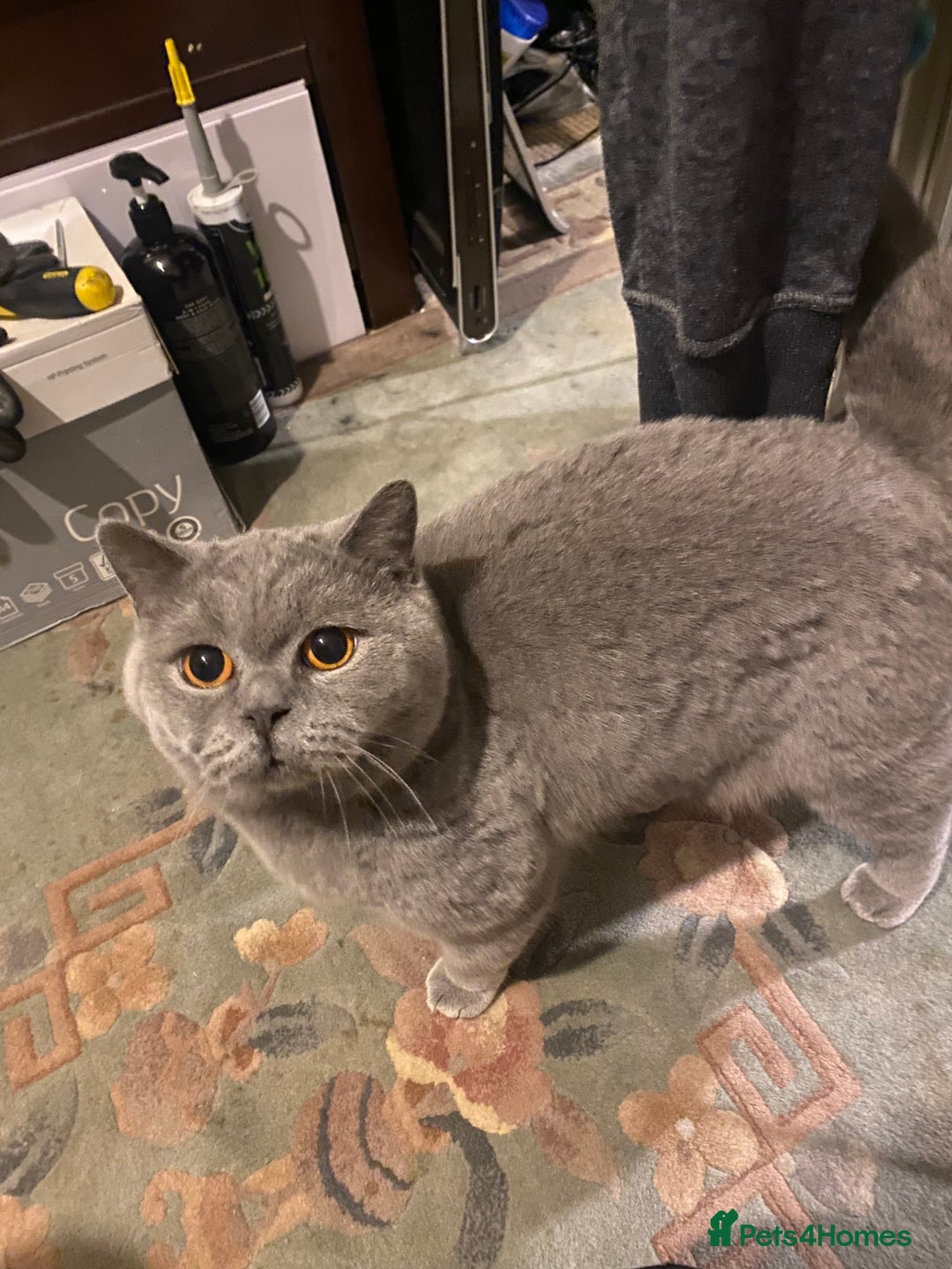 British Shorthair cats for sale: female - Advert 1