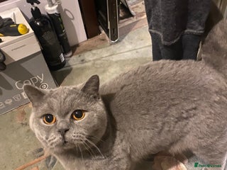 British Shorthair cats female - Advert 4