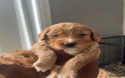 Cockapoo dogs for sale: 2 Beautiful Boy Cockapoo Puppies Left!! - Image 15