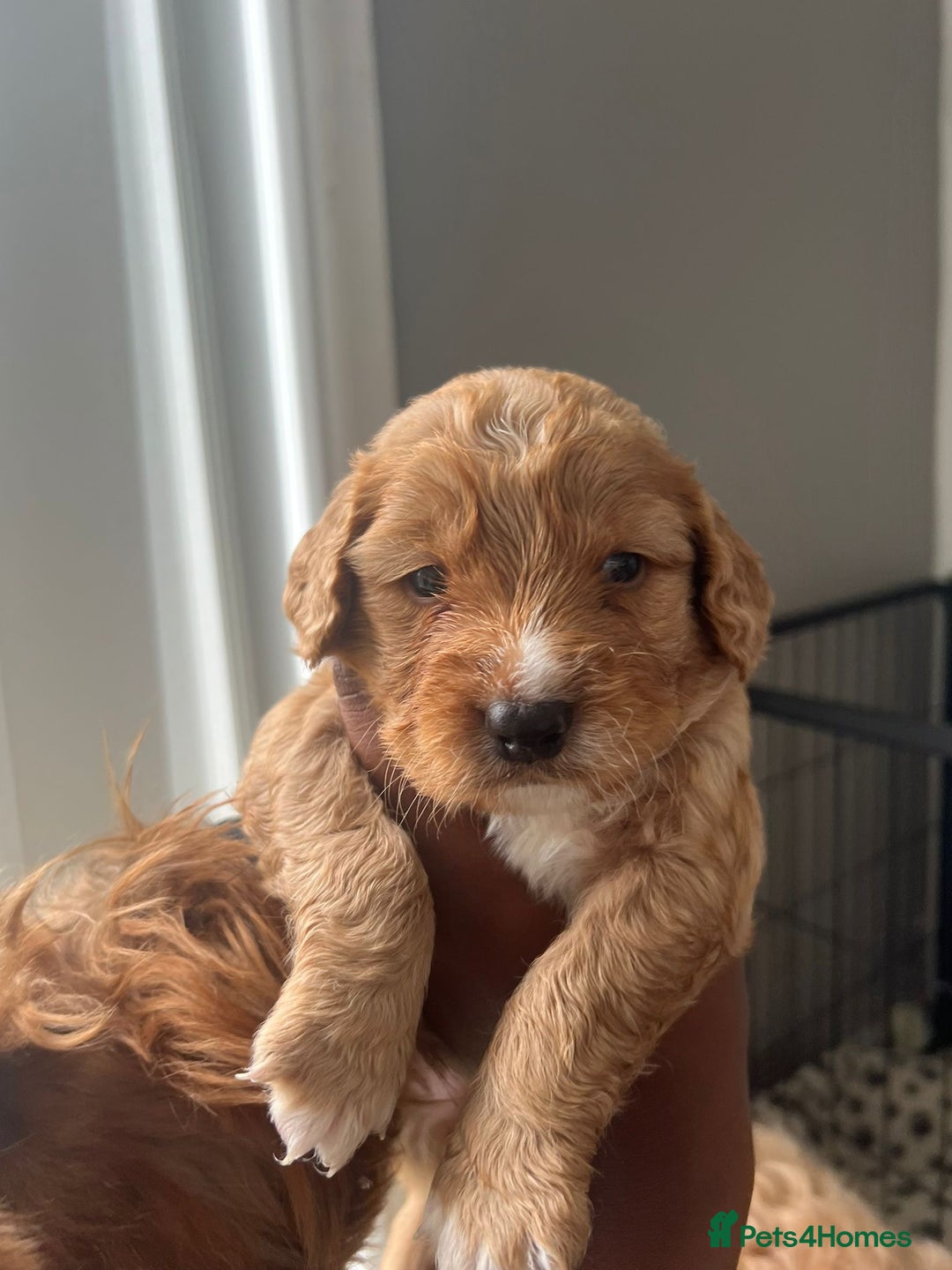 Cockapoo dogs for sale: 2 Beautiful Boy Cockapoo Puppies Left!! - Image 15
