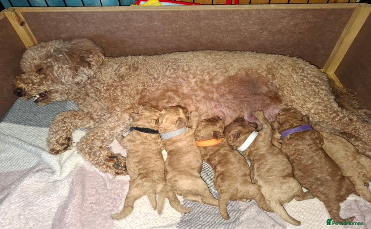 Cavapoo dogs - Advert 4