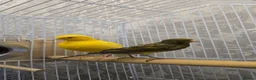 Canaries birds for sale: 1 canary left - Advert 3