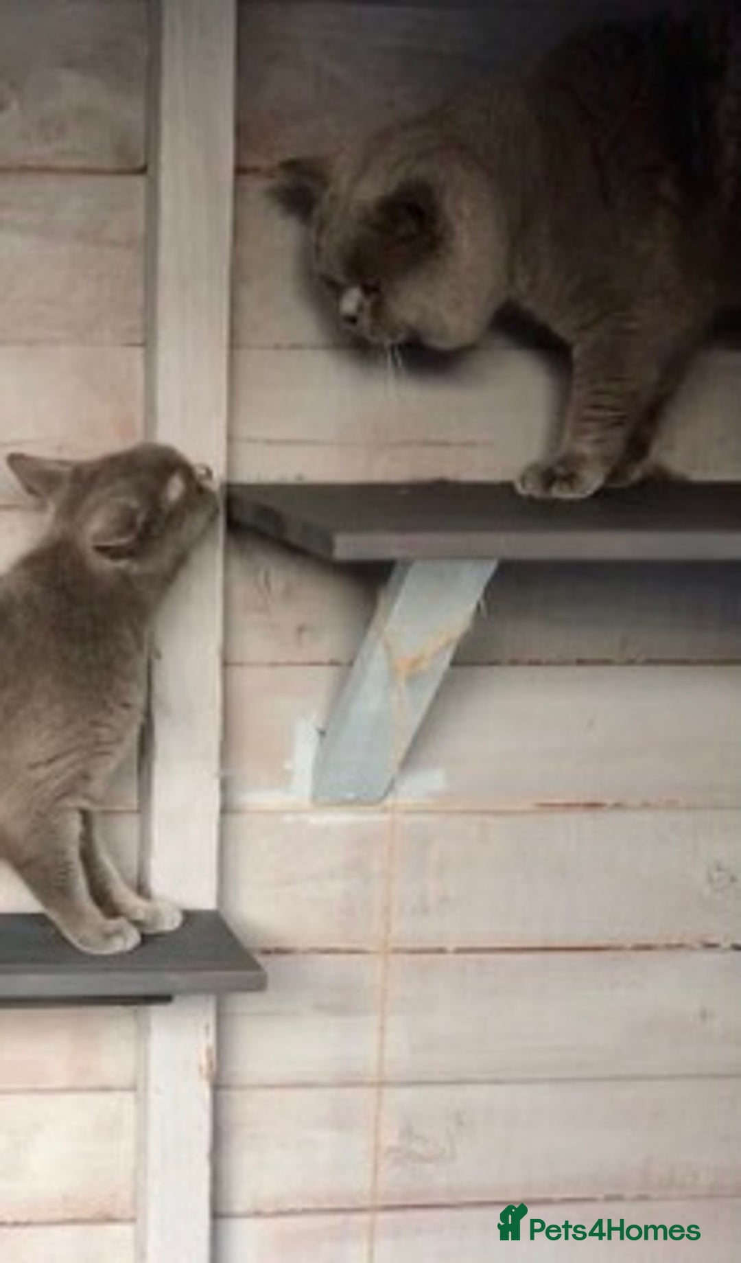 British Shorthair cats for stud: Blue stud Gccf and Tica  in Derby - Image 6