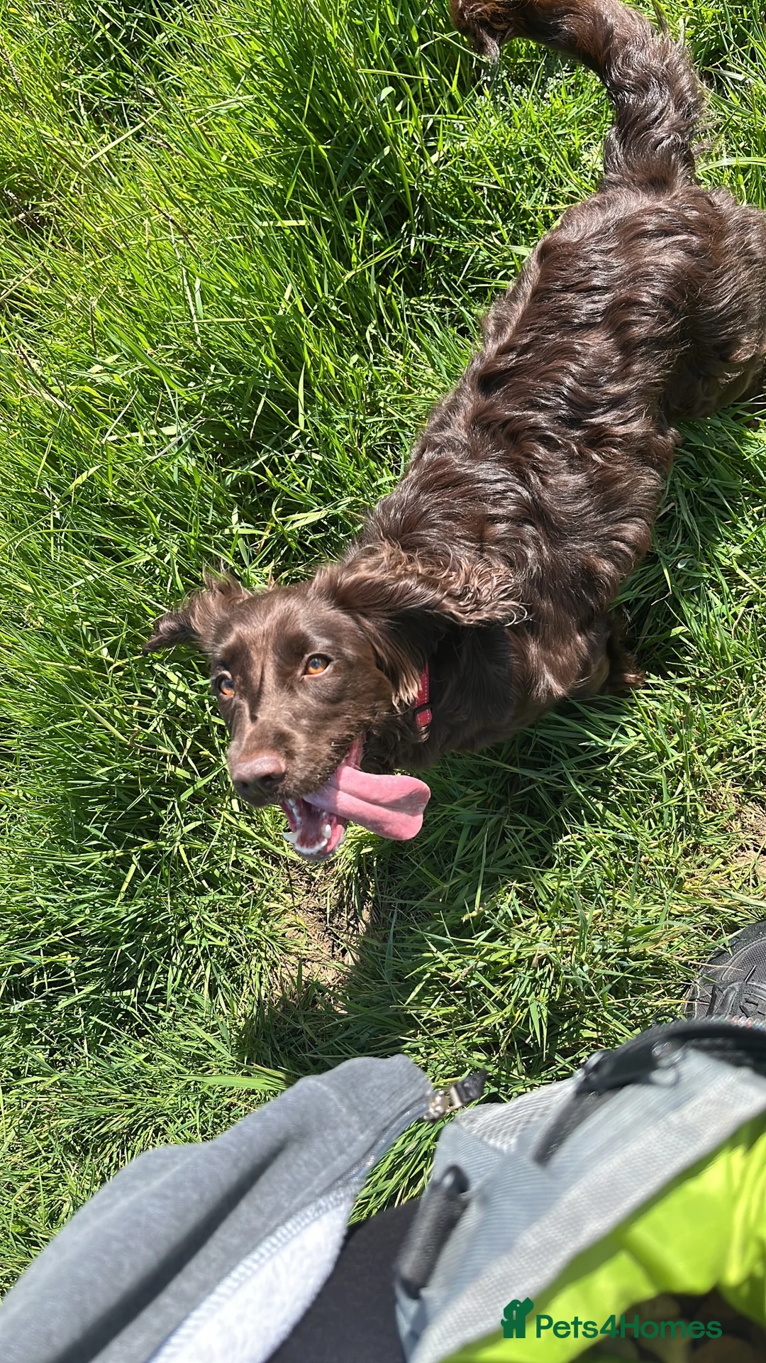 Cocker Spaniel dogs for sale: Female cocker spaniel  in Dover - Advert 7