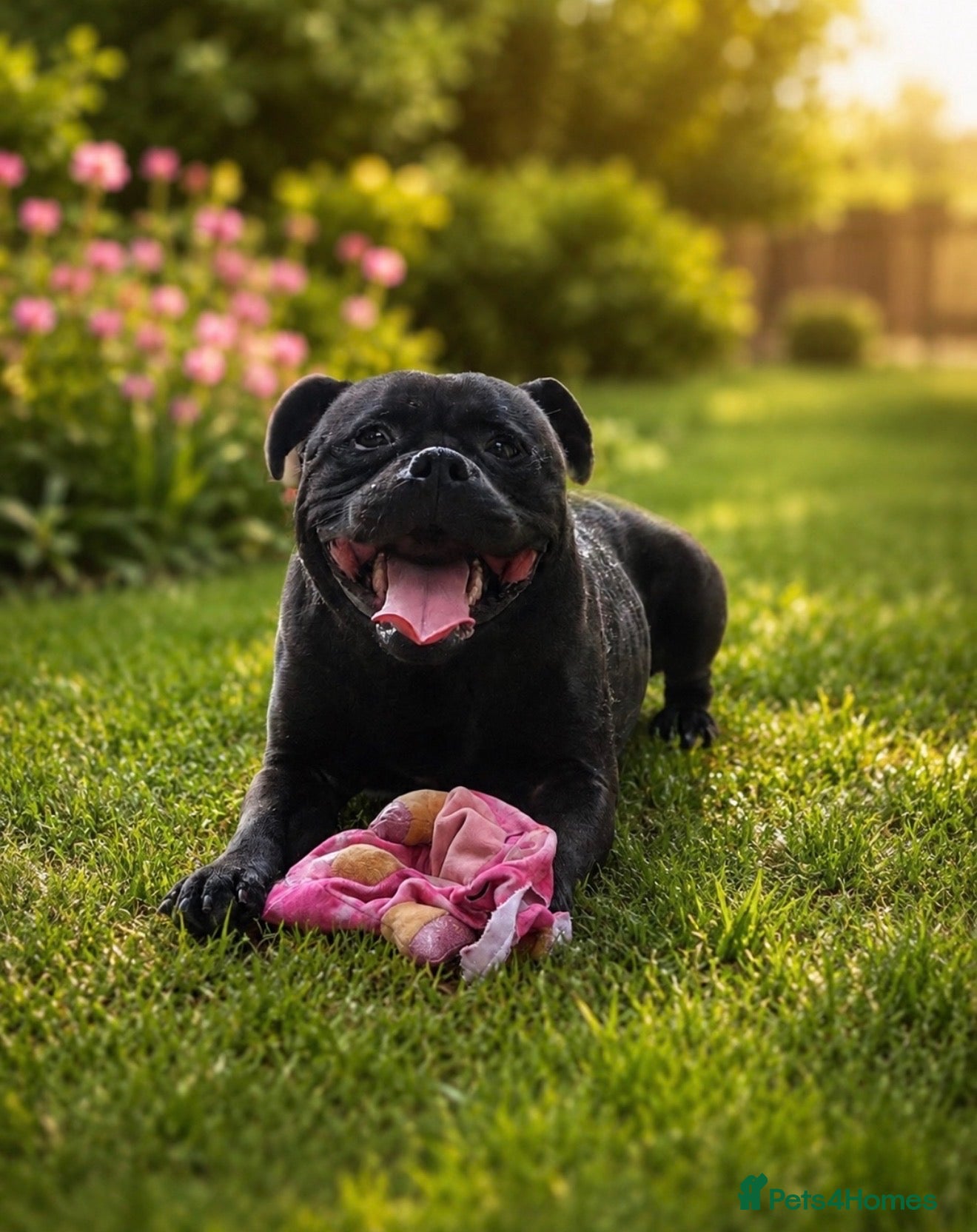 Staffordshire Bull Terrier dogs 🖤 KC STAFFORDSHIRE BULLTERRIER FOR STUD DUTIES🖤 - Advert 1