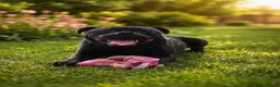 Staffordshire Bull Terrier dogs for stud: 🖤 KC STAFFORDSHIRE BULLTERRIER FOR STUD DUTIES🖤 - Advert 1