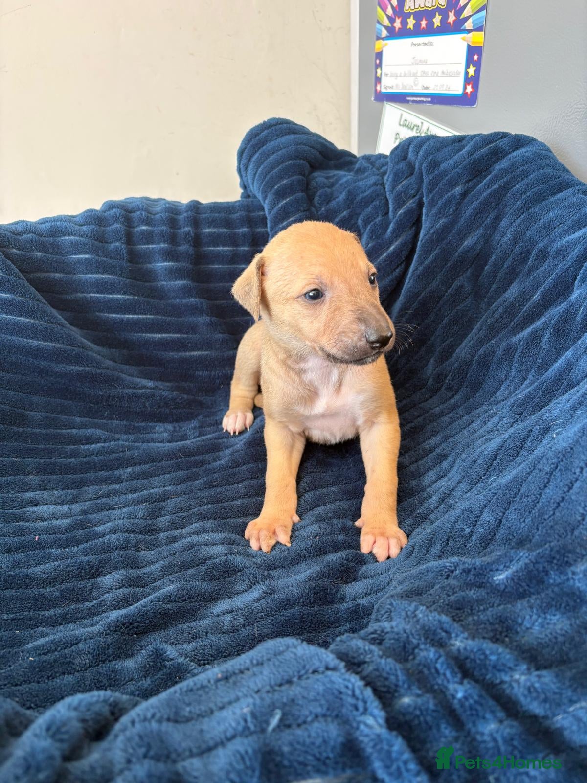 Mixed Breed Puppy 6