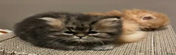 Persian cats for sale: Gccf registered Persians  - Advert 7
