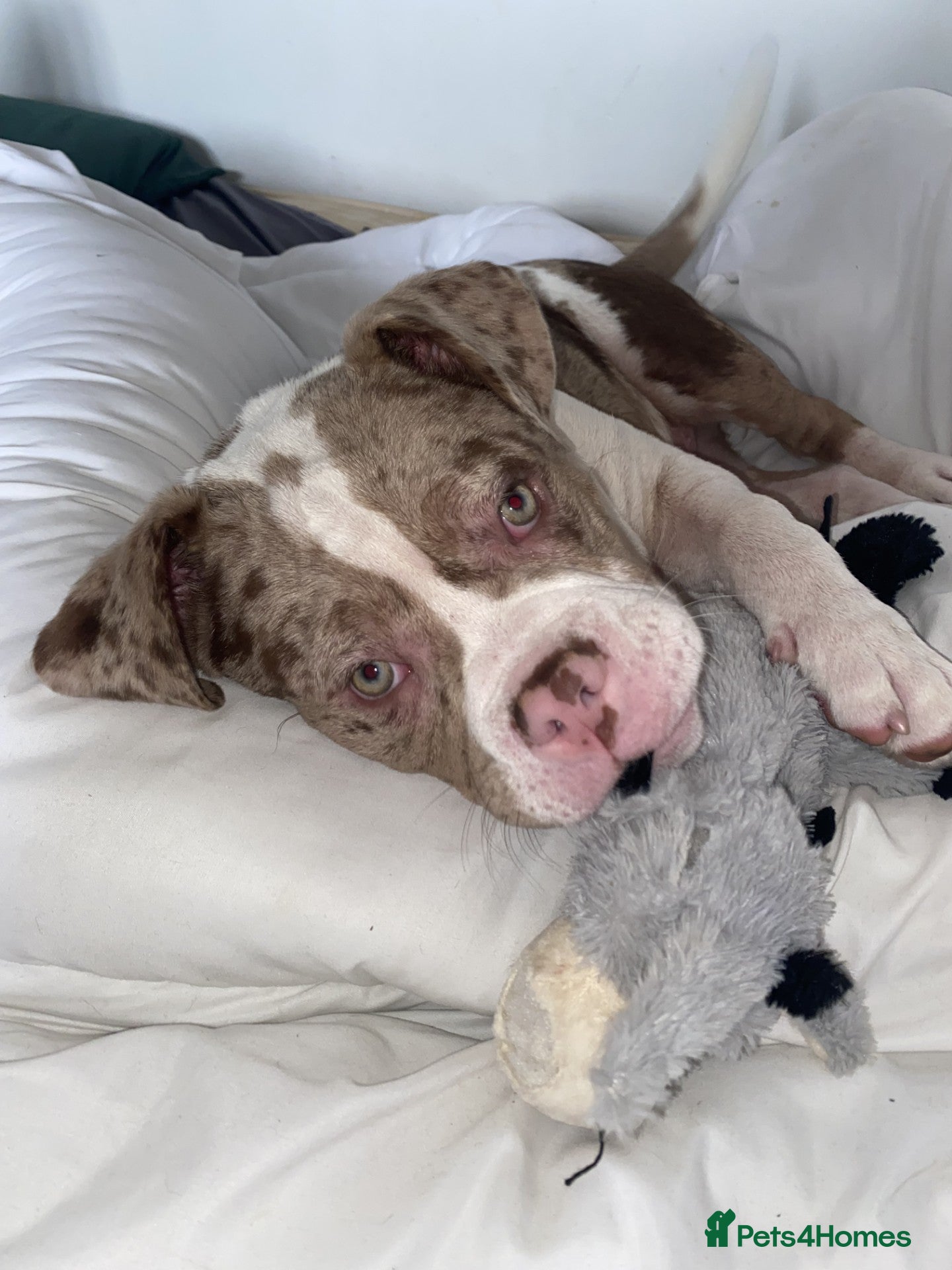 American Bulldog dogs american bulldog - Advert 2