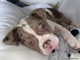 American Bulldog dogs american bulldog - Advert 2