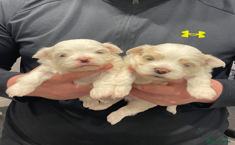 Malshi dogs - Advert 17