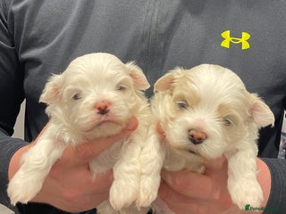 Malshi dogs - Advert 2