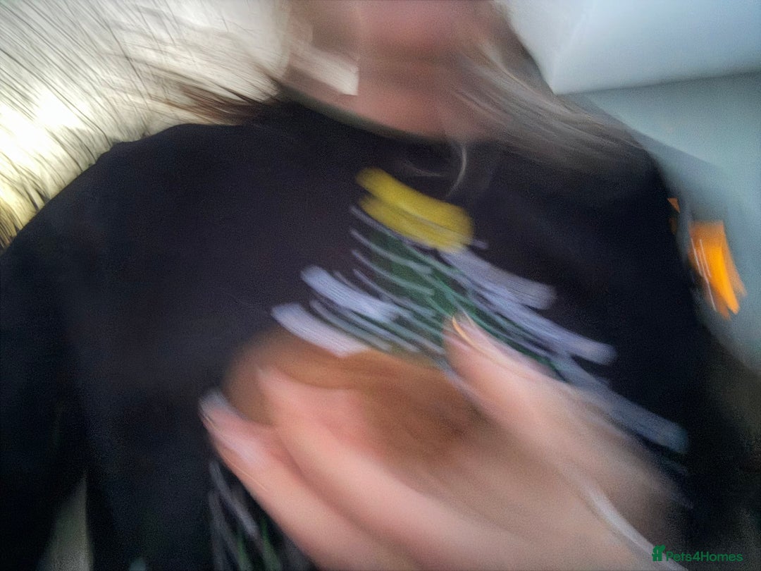 Guinea Pig rodents for sale: 8 boys 2 girls - Advert 7