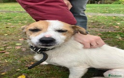 Jack Russell dogs for adoption: Jackie: The Little Dog Left to Freeze - Image 5