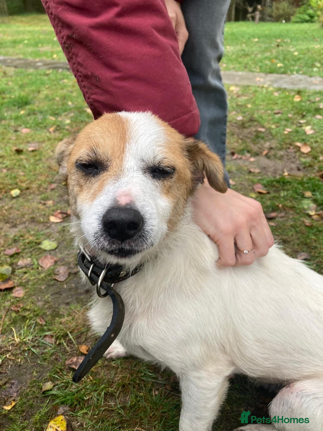 Jack Russell dogs for adoption: Jackie: The Little Dog Left to Freeze - Image 5