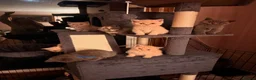 British Shorthair cats for sale: British Shorthair Kittens - One Cream Male Left! - Advert 5