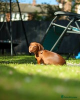 Miniature Dachshund dogs - Advert 1