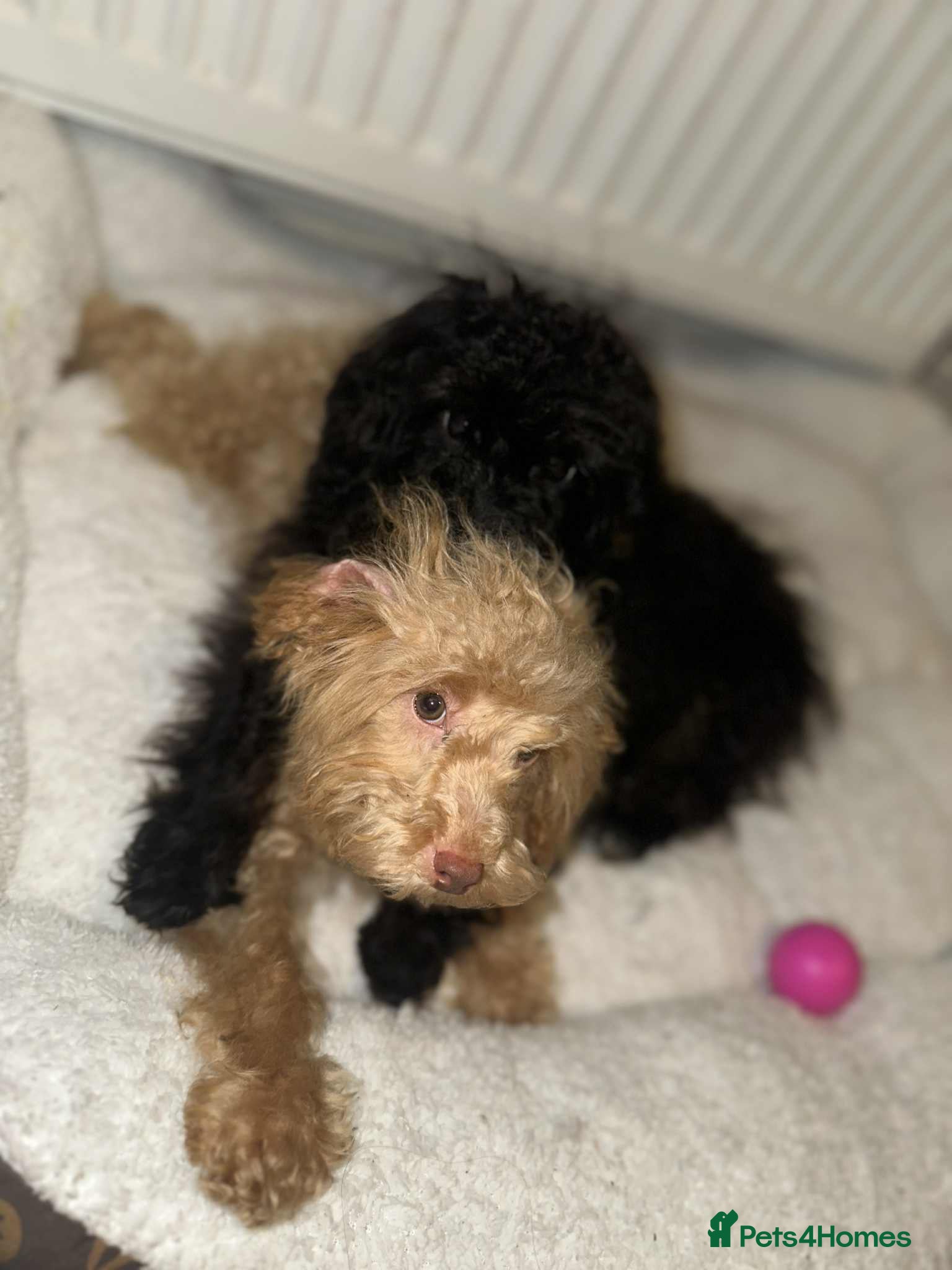 Cockapoo dogs Poodle miniature  - Advert 6