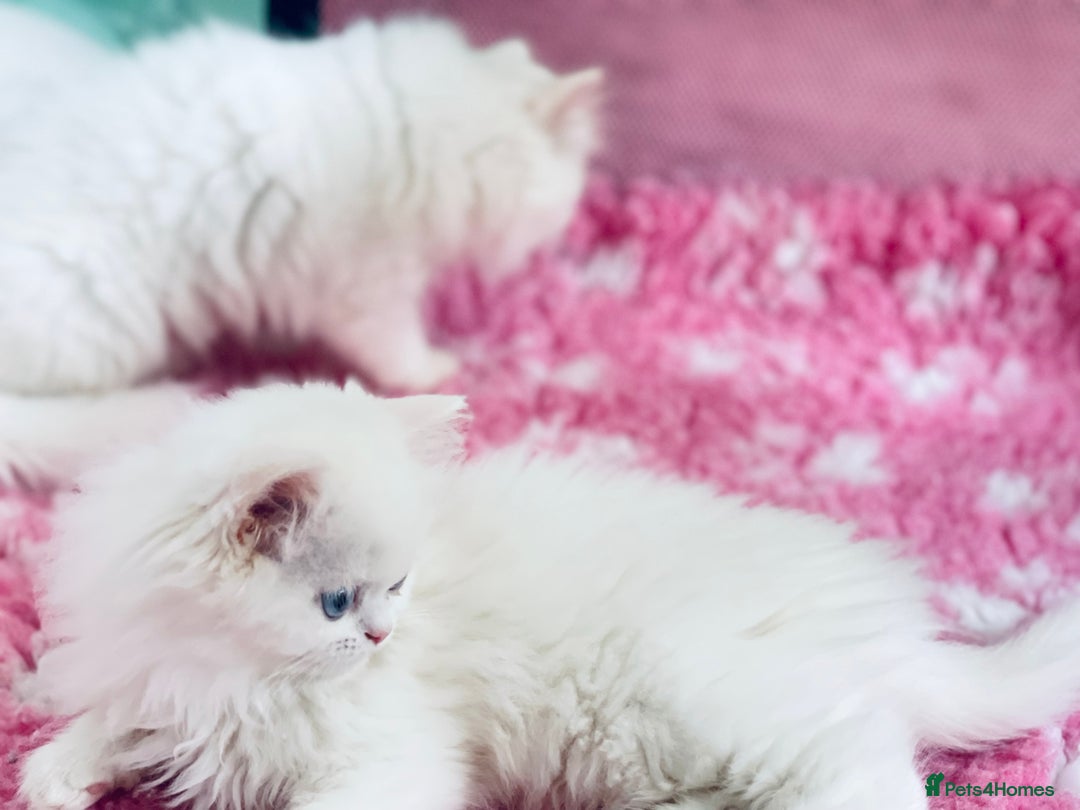 Persian cats for sale: Pure White Persian Girls BLUE EYES & full hearing - Image 21