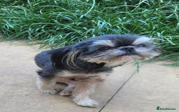 Shih Tzu dogs for stud: 2.2kgs proven STUD blue dobie imperial ShihTzu  - Image 3