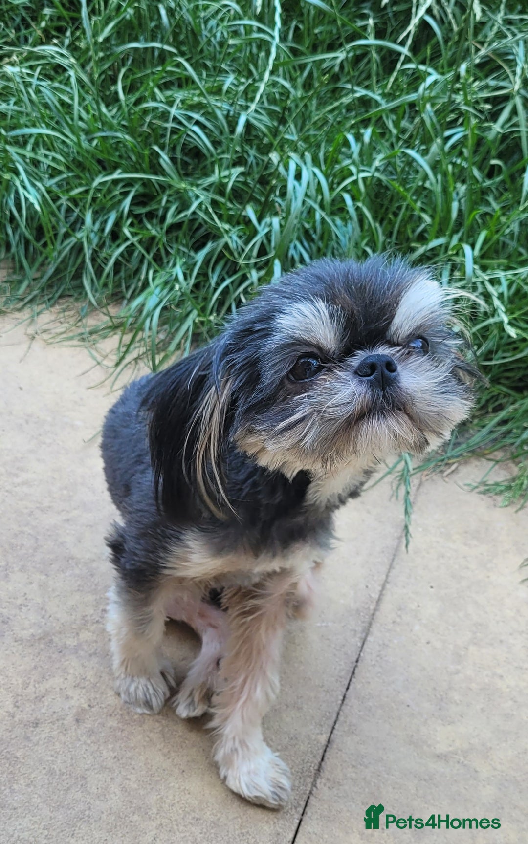 Shih Tzu dogs for stud: 2.2kgs proven STUD blue dobie imperial ShihTzu  - Image 3
