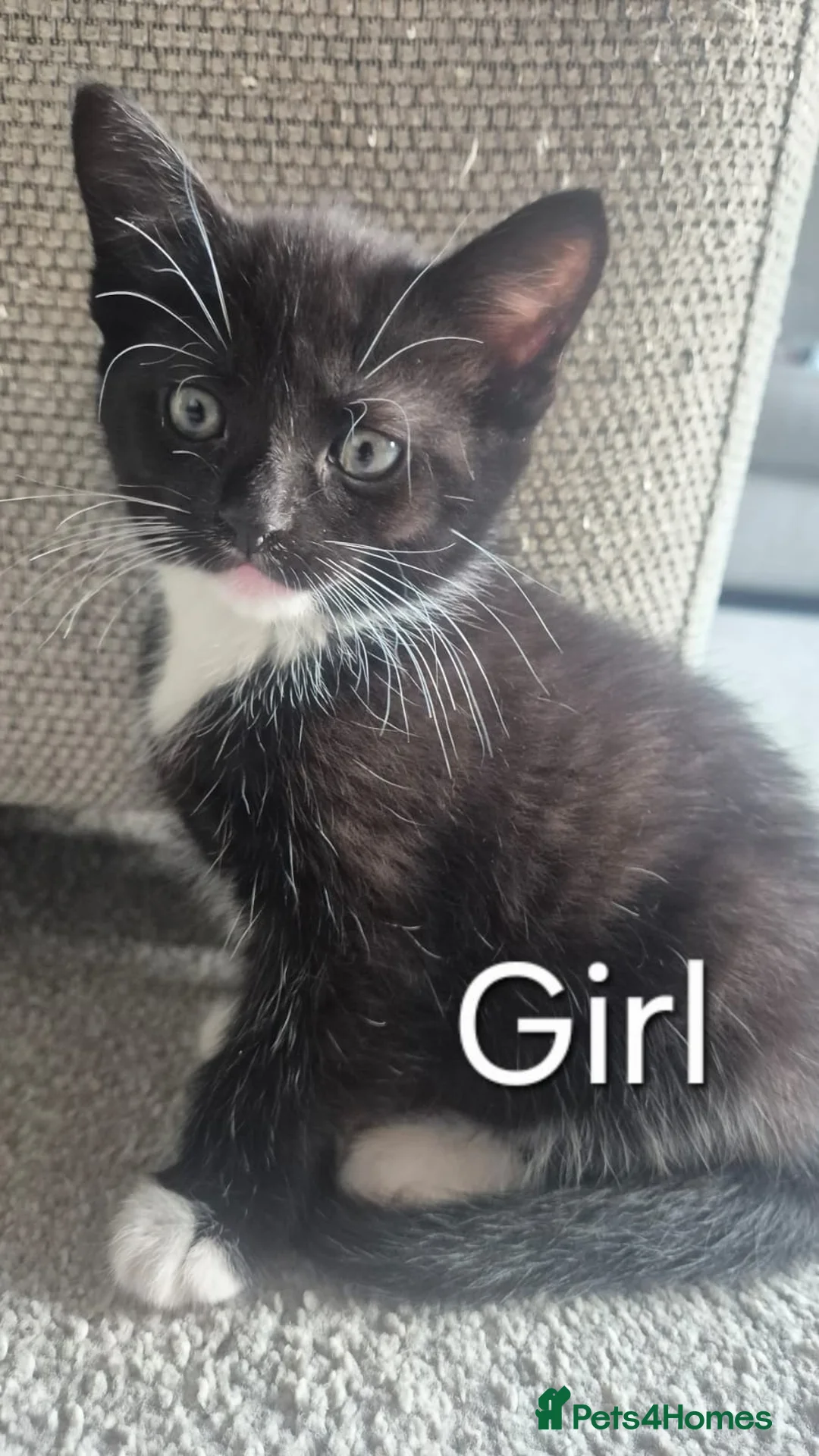 Mixed Breed cats for sale: 5 beautiful kittens in Birkenhead - Advert 6