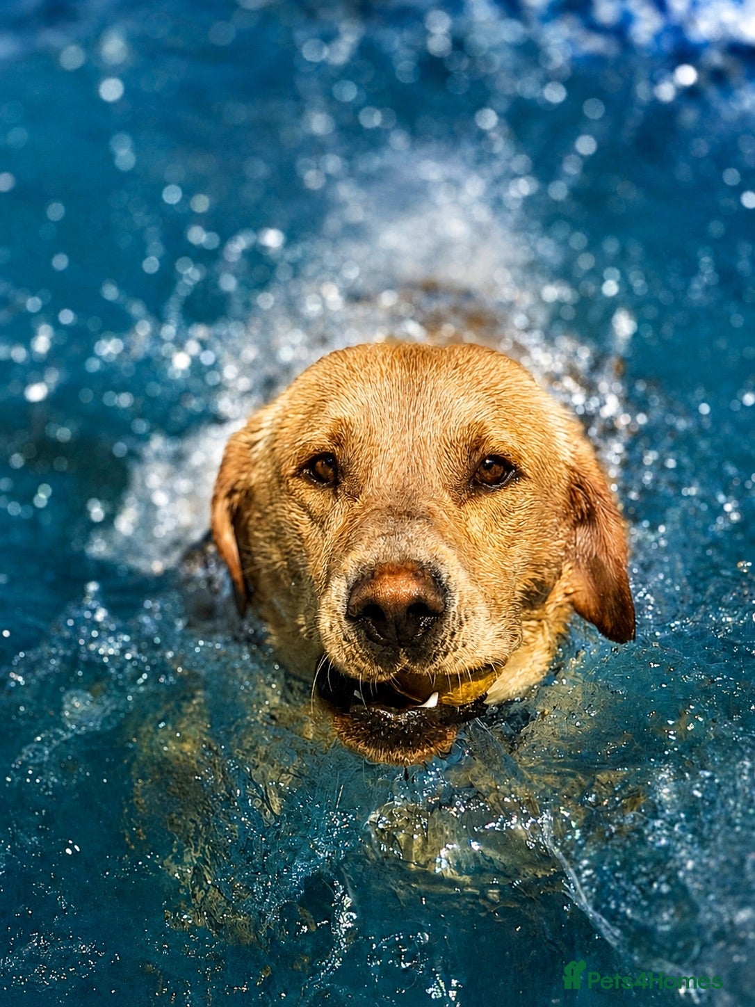 Labrador Retriever dogs Labrador  - Advert 1