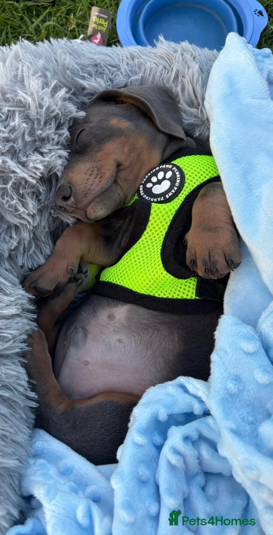 Miniature Dachshund dogs for stud: 🐾SNOOP🐾 blue and tan miniature stud(proven) - Advert 12