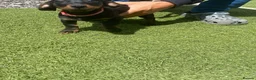 Dachshund dogs for sale: Last little Girl looking for her forever Home  - Advert 4