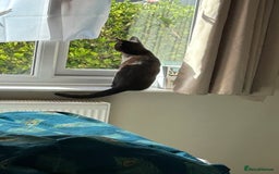 British Shorthair cats for sale: 2 beautiful kittens. Indoor only. Ideal go 2gether - Image 15