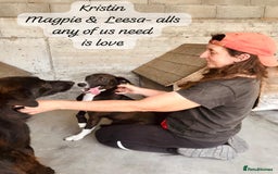 Mixed Breed dogs for adoption: Kristen, 1 yr approx. Available for adoption. in Brixham - Image 8