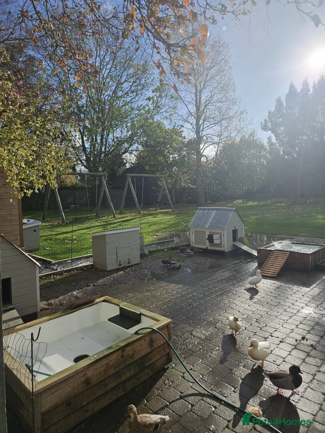 Ducks poultry for sale: Call Ducklings - Mixed, Kent Breeder, Ready Now in Sittingbourne - Advert 2