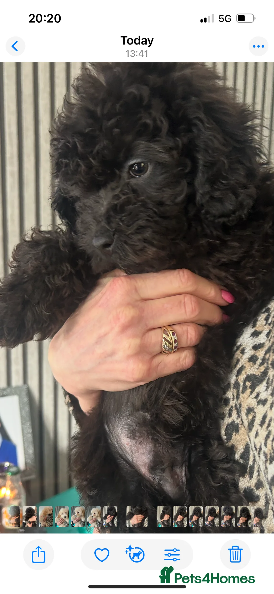 Cavapoo dogs for sale: BEAUTIFUL TOY CAVAPOOS - Advert 17