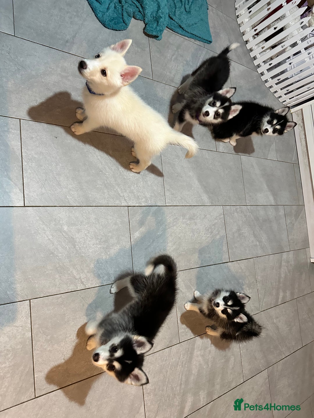 Pomsky dogs for sale: READY SMALL F4 POMSKY - Advert 4