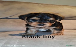 Yorkshire Terrier dogs for sale: Yorkshire Terrier Puppies  - Image 4