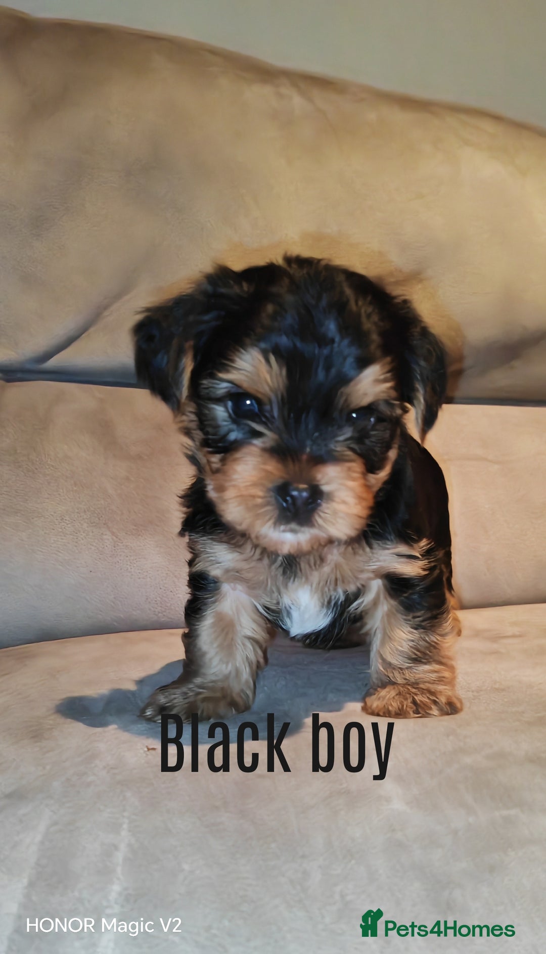 Yorkshire Terrier dogs for sale: Yorkshire Terrier Puppies  - Image 4
