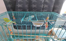 Budgerigars birds for sale: 2 Budgies and Cage - Image 2