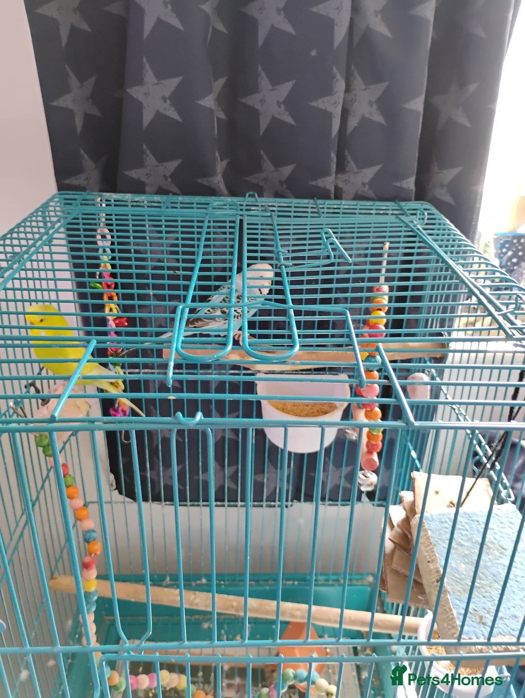 Budgerigars birds for sale: 2 Budgies and Cage - Image 2