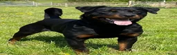 Rottweiler dogs for sale: Young female  in Corwen - Advert 2