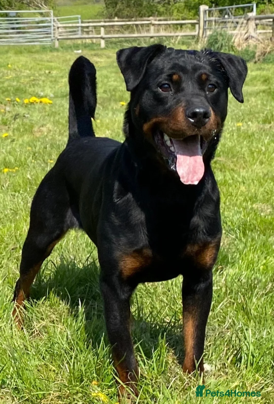 Rottweiler dogs for sale: Young female  in Corwen - Advert 2
