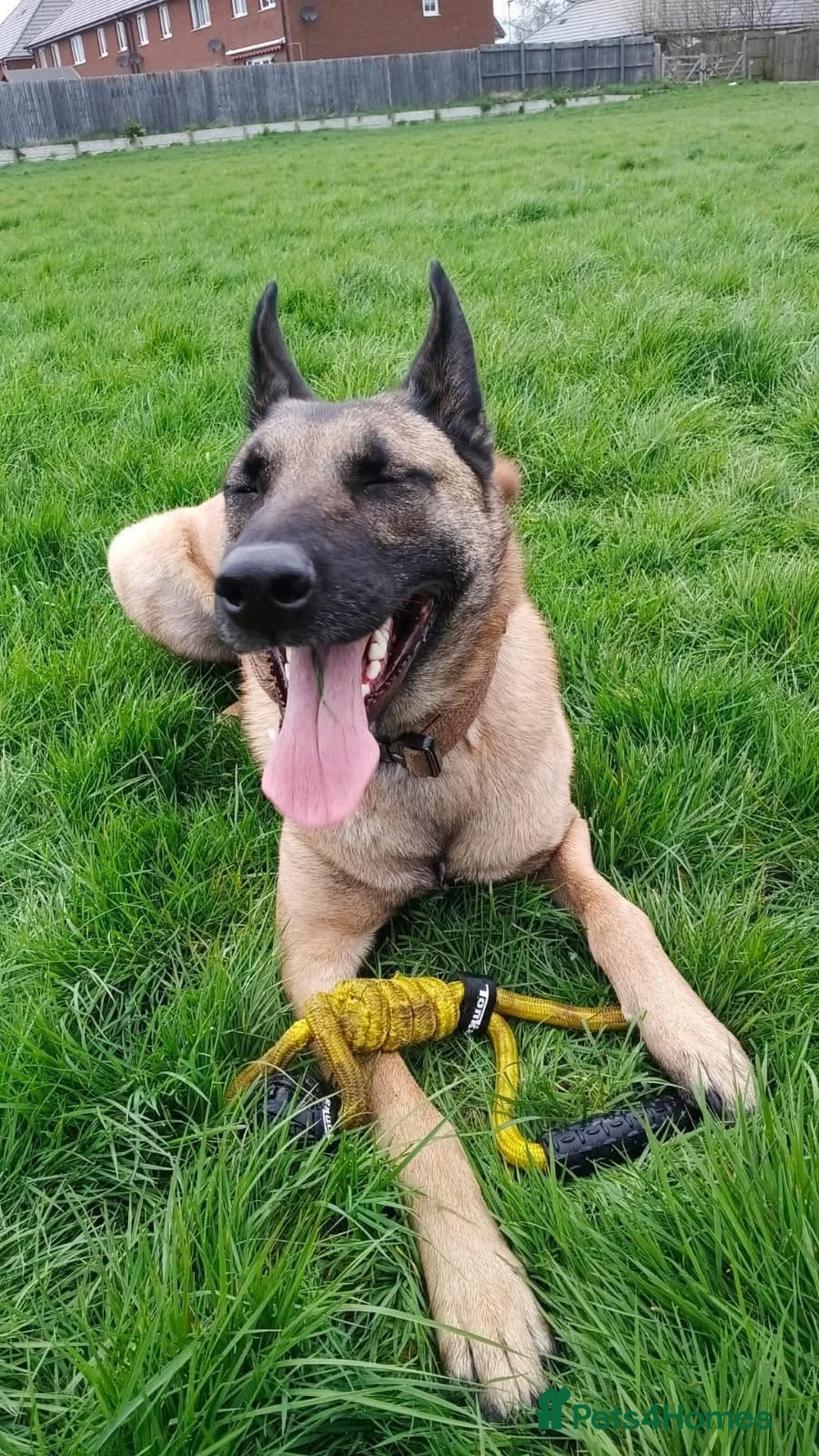 Mixed Breed dogs for adoption: Harley majestic Mali cross  - Advert 1