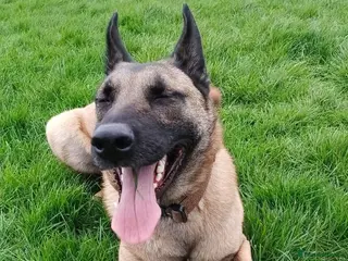 Mixed Breed dogs Harley majestic Mali cross - Advert 1